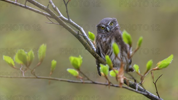 Pygmy Owl