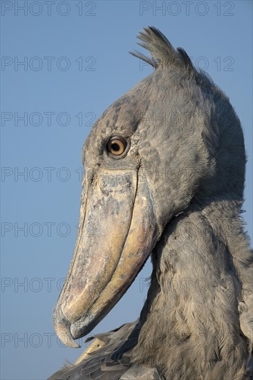 Shoebill