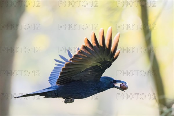 Carrion crow