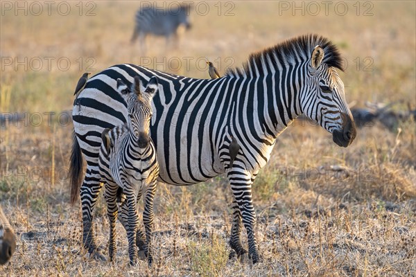 Plains Zebra of the subspecies crawshay's zebra