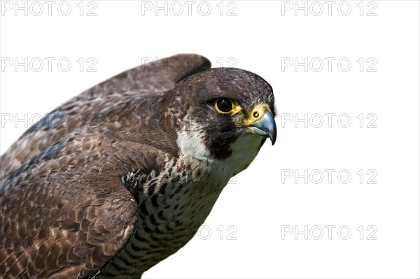 Peregrine falcon