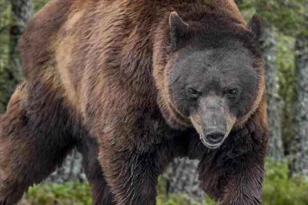 Close-up of European brown bear