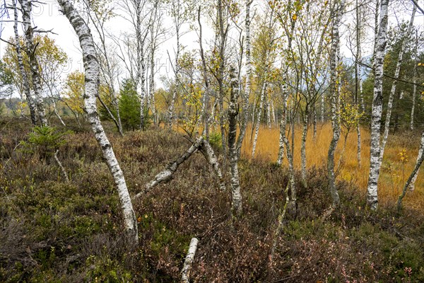 Autumn in the Kendlmuehlfilzen high moor