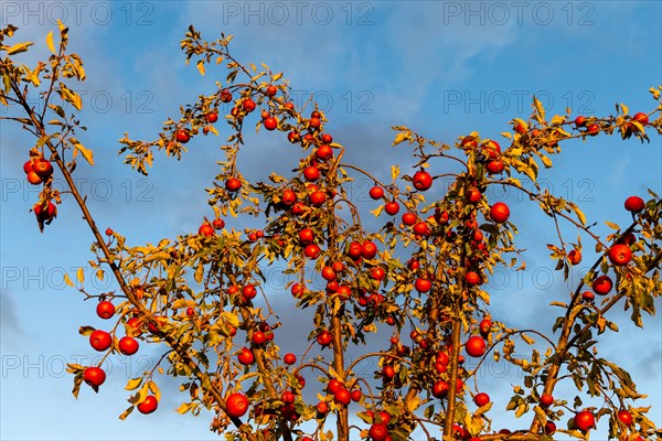 Harvest-ripe red apples