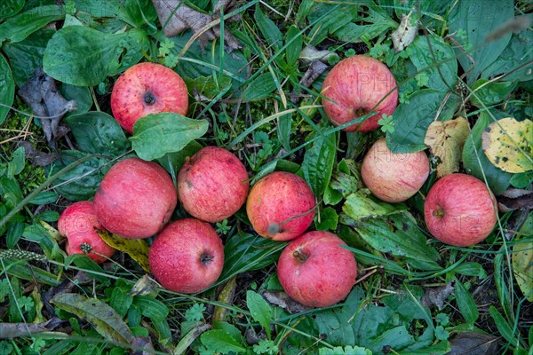 Fallen fruit in the grass