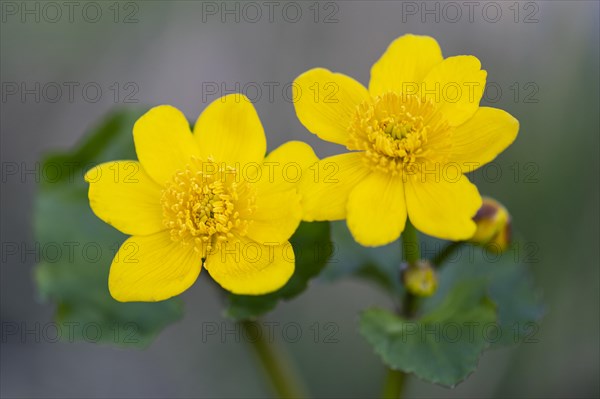 Marsh marigold