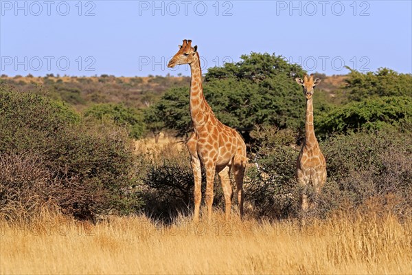 Southern giraffe