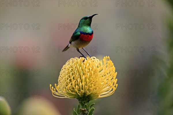 Cape Sunbird