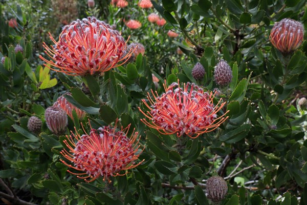 Pincushion Protea