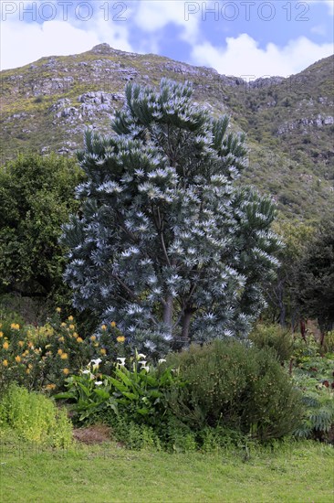 Silver tree