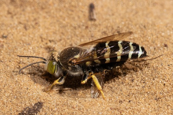 Beaked gyro wasp sitting on sandy ground left sighted