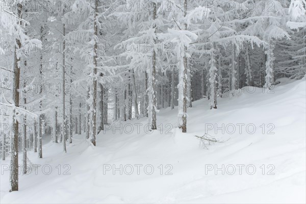 Winter landscape