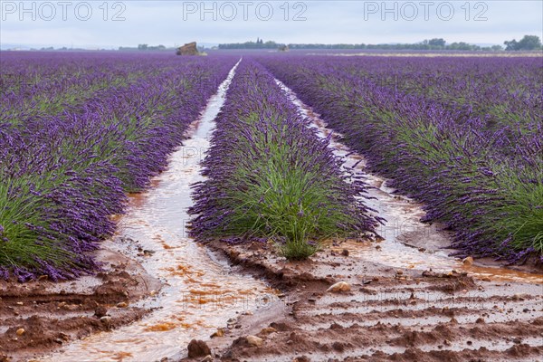 Lavender field after a heavy rain