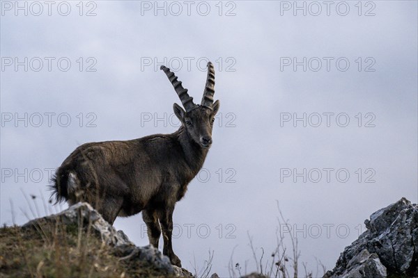 Alpine ibex