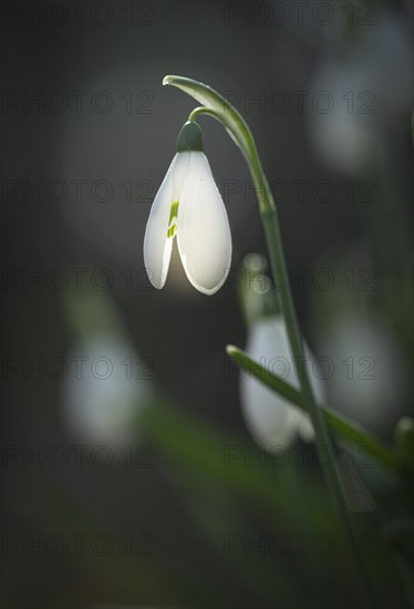 Common snowdrop