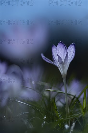 Purple spring crocus