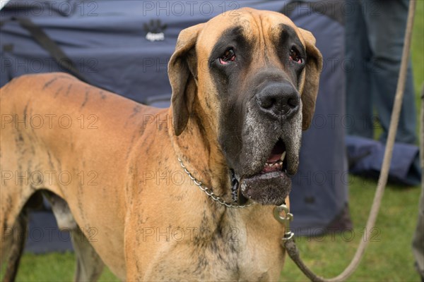 Dog Show. Rybnik