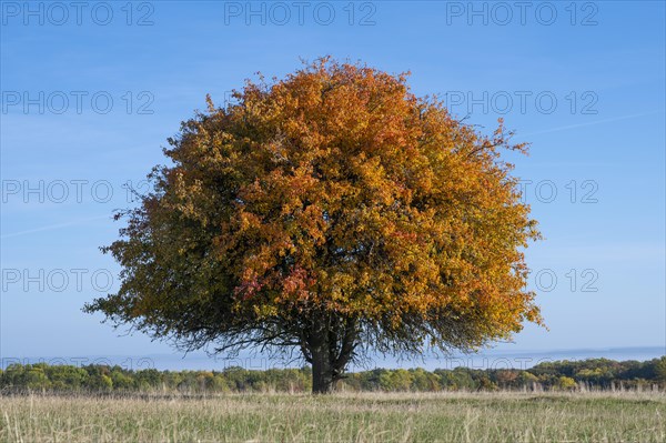 European pear