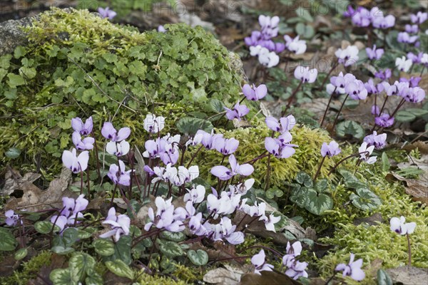 Eastern cyclamen