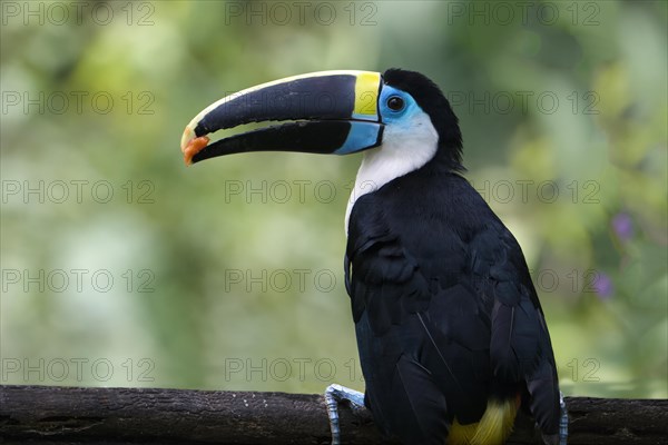 White-throated toucan