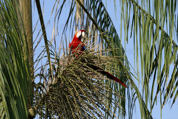 Scarlet Macaw