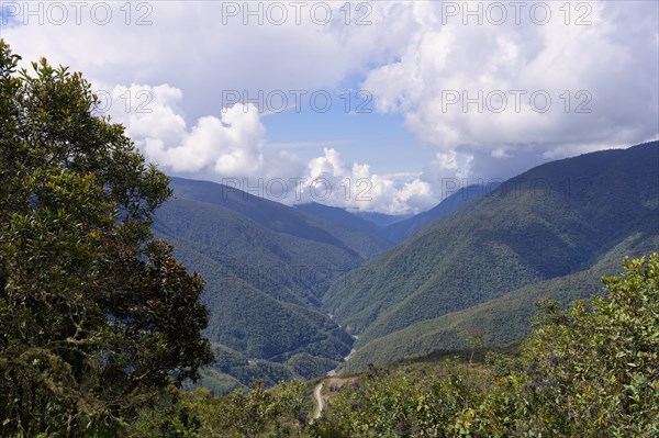 Tropical Cloud Forest landscape