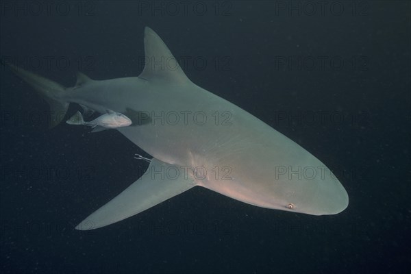 Bull shark