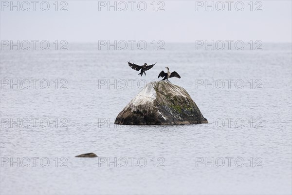 Great cormorant