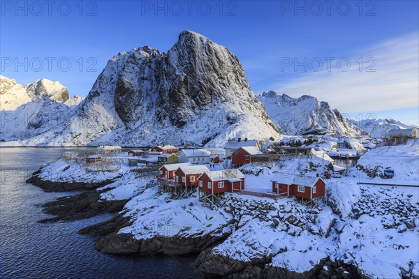 Red rorbuer in winter