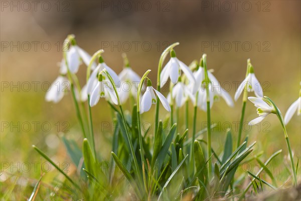 Snowdrop