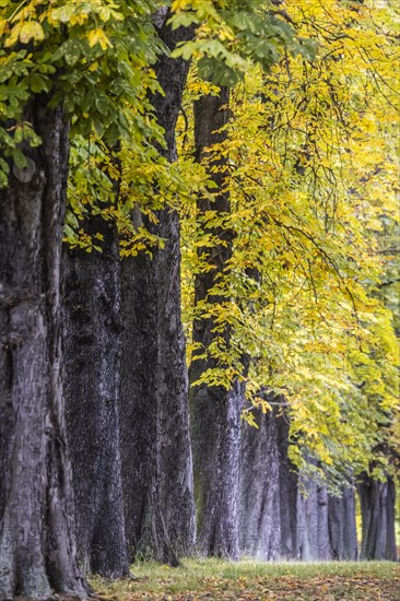 Autumn in Rosenstein Park