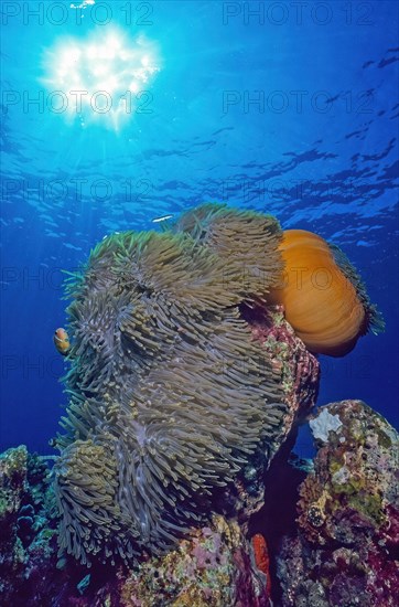 Backlit image of two splendid anemones Synonym left opened right closed sea anemone