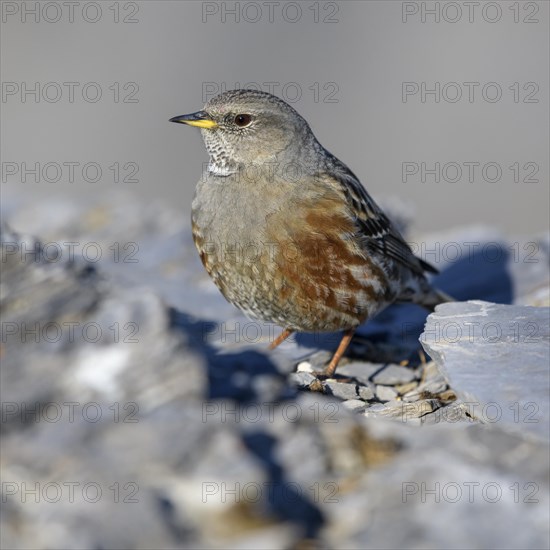 Alpine Accentor