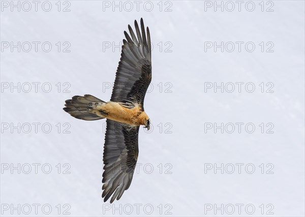 Bearded vulture