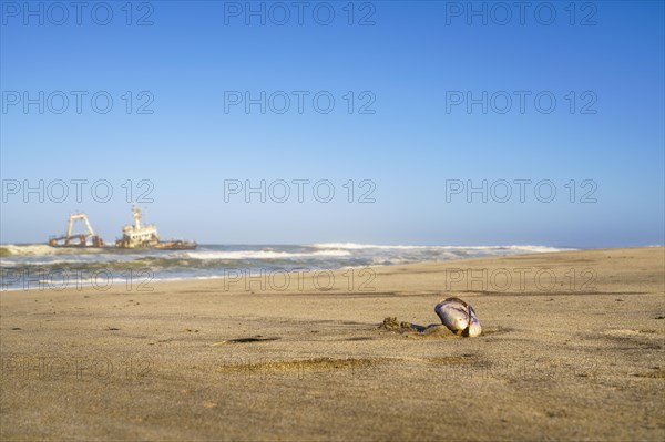 Closeup of Mussel shell on the beach with beautiful scenery background of the abandoned shipwreck