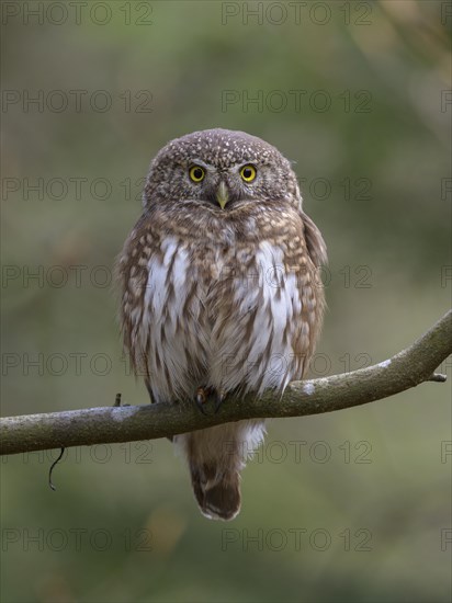 Pygmy Owl