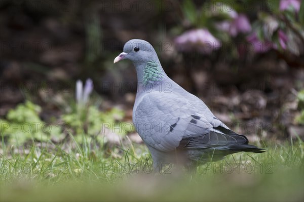 Stock Dove