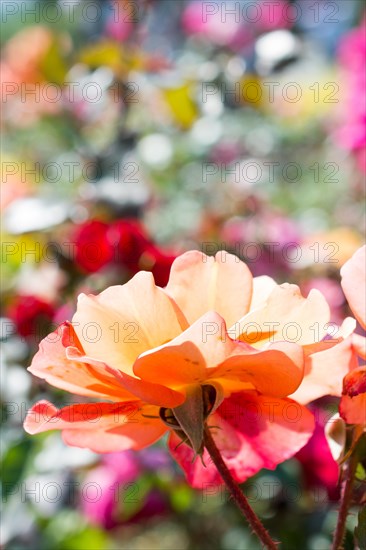 Beautiful rose in nature background