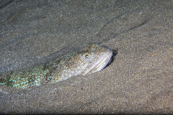 Atlantic lizardfish