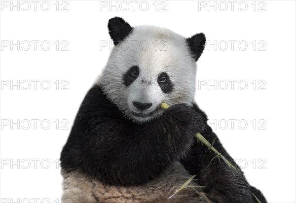 Young two-year old giant panda