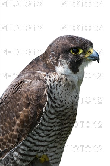 Close up of Peregrine falcon