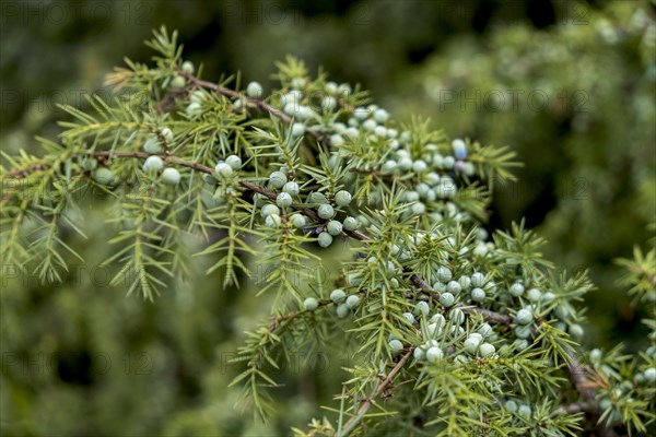 Common juniper