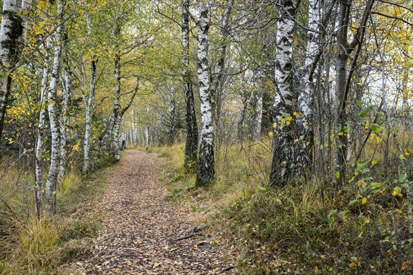 Autumn in the Kendlmuehlfilzen high moor