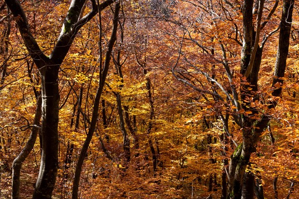 Autumn forest