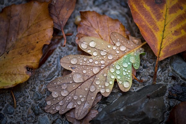 Water drops on leaf