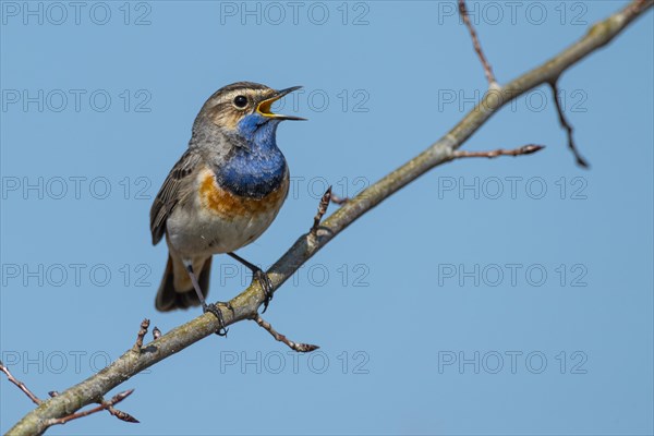 Courting bluethroat