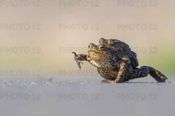 Female common toad