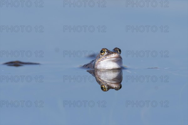 Blue moor frog