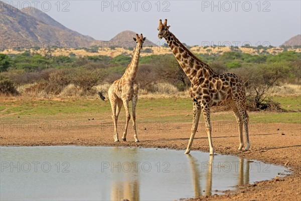 Southern giraffe