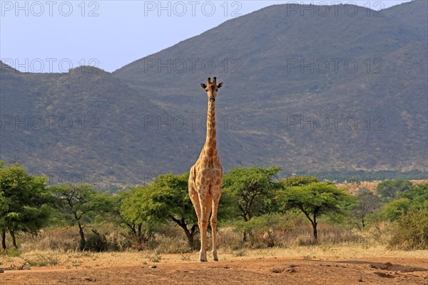 Southern giraffe